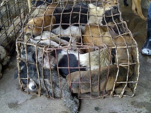 Dog meat trade Asia
