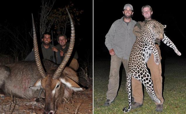 Image result for donald trump trophy hunting