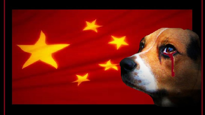 Yulin dog meat festival