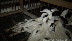 To horrified ducks in cages, waiting for tortured force feeding and death