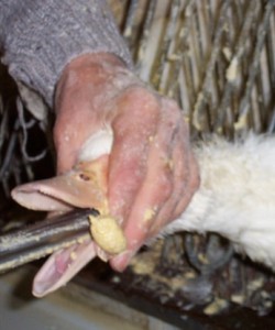 Tortured, barbaric, foie gras force feeding ducks
