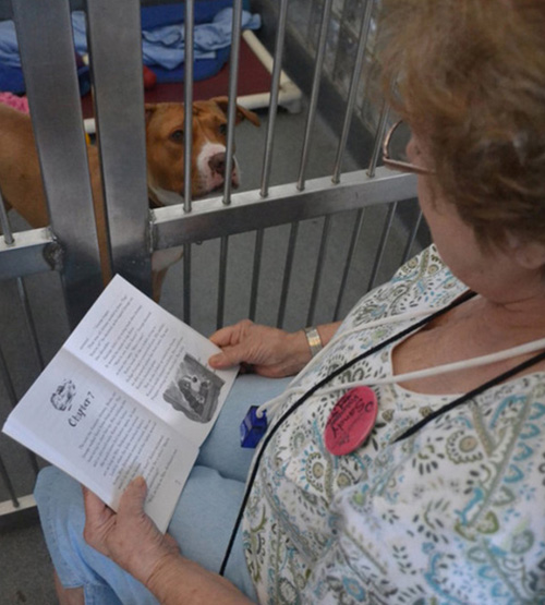 Mrs Barbabell reading to lonely lovely doggies